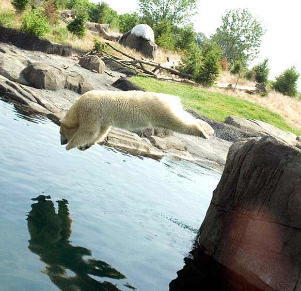 This undated photo provided by G. Jones for the Columbus Zoo and Aquarium shows a Polar bear  diving into the water at Columbus Zoo and Aquarium in Powell, Ohio.  Zoos across the country use shade, water and every conceivable form of cooling machine to help hundreds of thousands of animals, visitors and workers beat the heat every summer.    (AP Photo/G. Jones, Columbus Zoo and Aquarium)  NO SALES