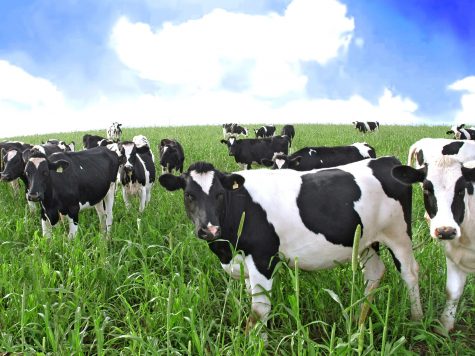 How Vegetarians Help the Environment