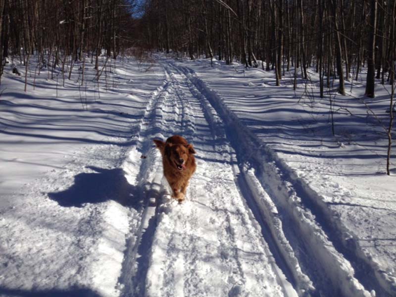 Buzz, age 8, Golden Retriever.  Buzz loves to play in the snow. Photo submitted by Teresa Vito. 