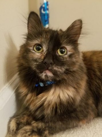 ENTER THE PET PHOTO CONTEST FOR A CHANCE TO WIN!