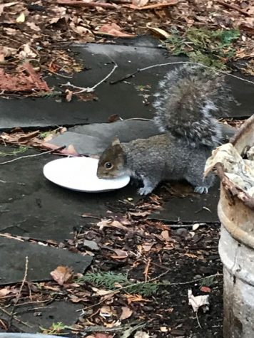 CafAi?? duet squirrel (1/22 - 1/28)