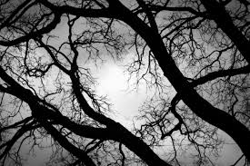 Stroud Region Open Space hosts Haunted Trail for all ages