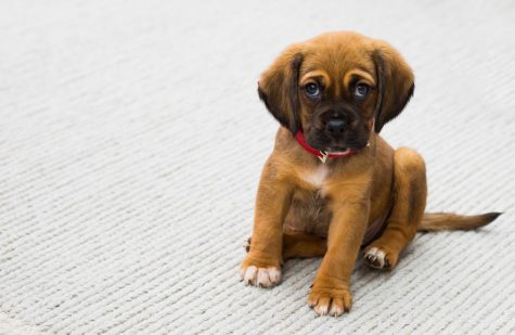 Monroe Animal League Memorial Scholarship (4/30/19)