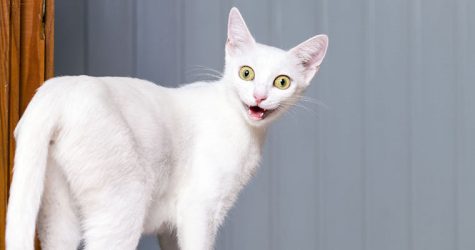 46447900 - funny evil white cat with open mouth