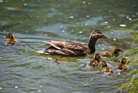 Good News on 5/26- A state trooper in Massachusetts rescued baby ducklings who were trapped in a storm drain. He fished the babies out with a net and returned all eight of the chicks to their mother safe and sound.