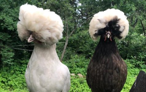 SHS junior named Grand Champion for her award-winning chickens
