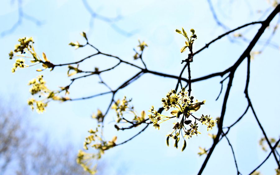 Earth delights the world with beautiful trees and cozy spring days, captured above.