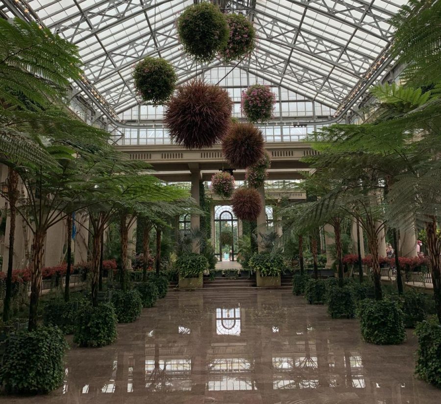 An indoor garden bordered with tall trees.