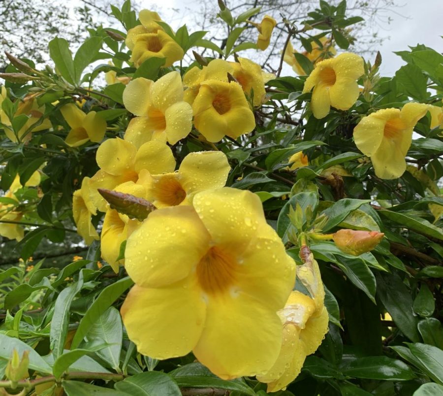 A close up of yellow flowers.