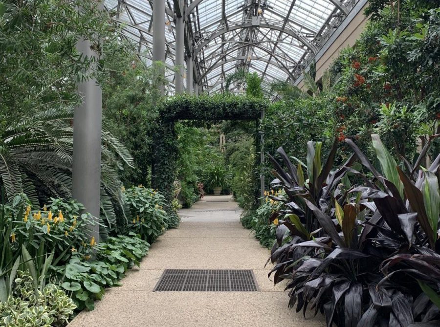 A walkway of the indoor garden surrounded by many plants.