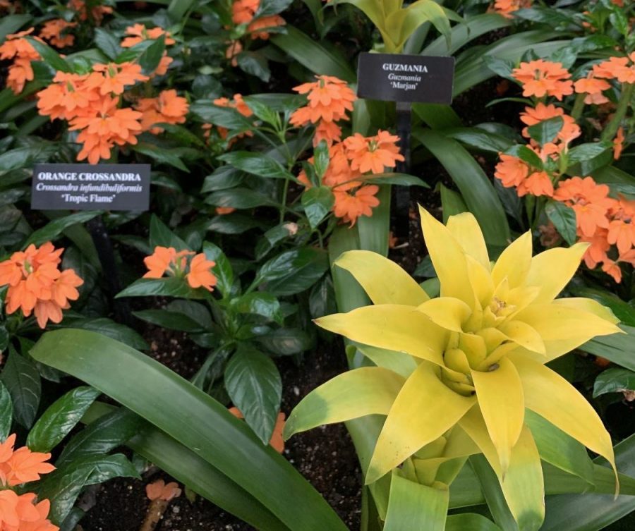 A close up of a yellow Guzmania and many Orange Crossandra.