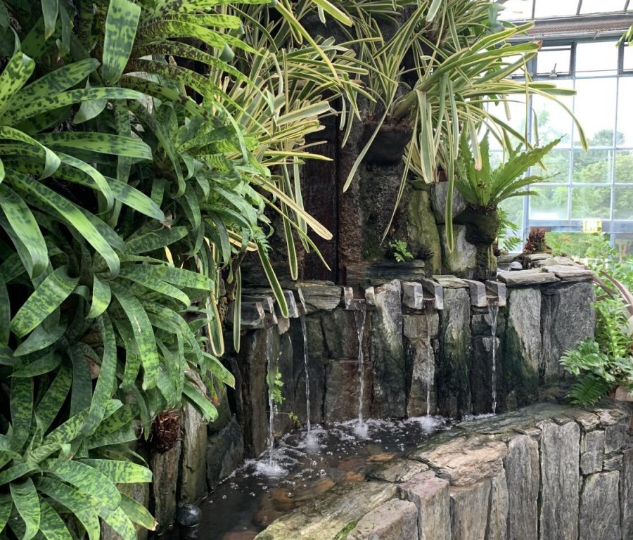 A view of the little waterfall surrounded by green plants.