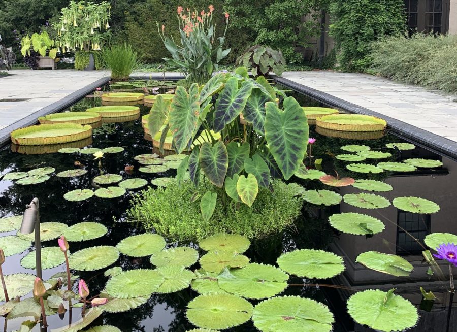 A plant surrounds by water lilies.