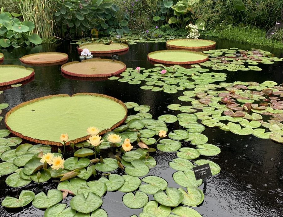 Small and big water lily pads floating on the water.