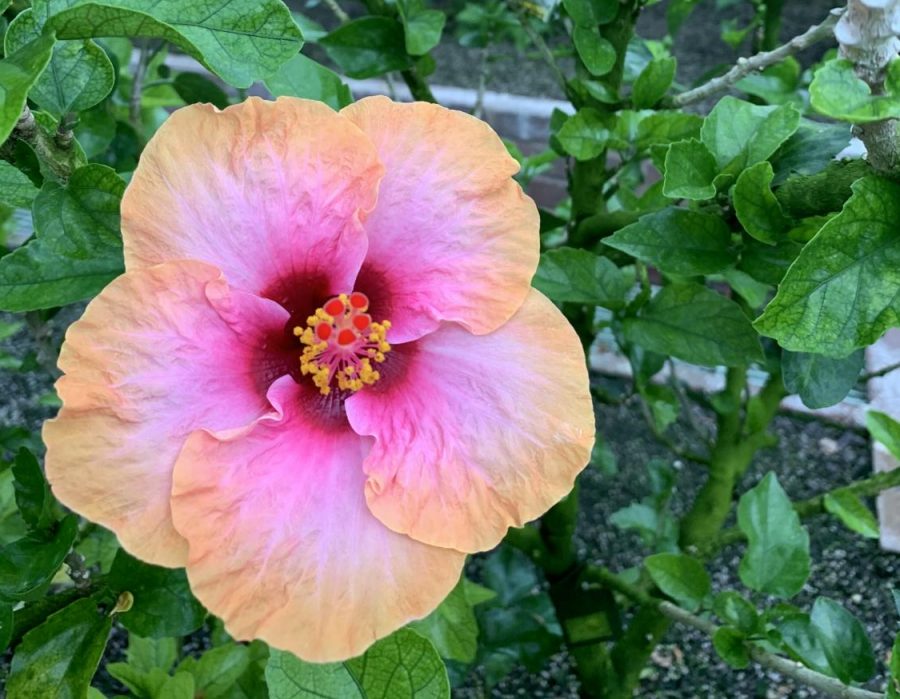 A close up of a pink flower bordered with a light orange color on each petal.