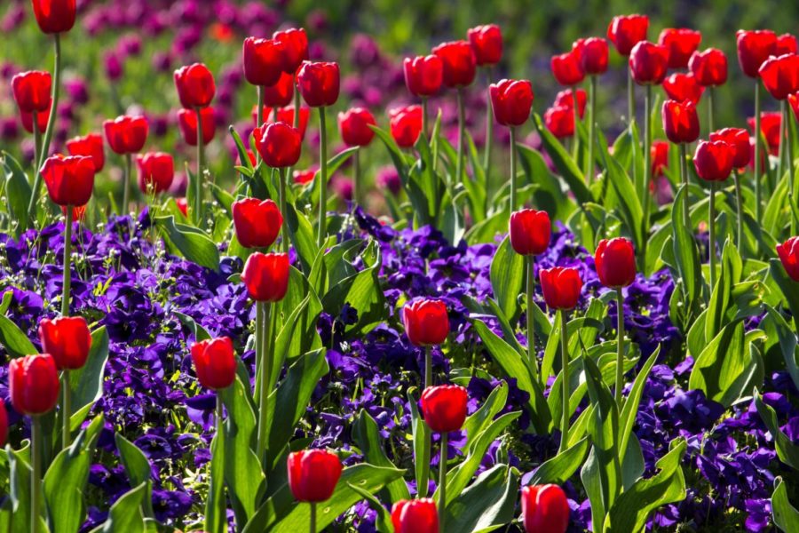 tulips-spring-light-colorful