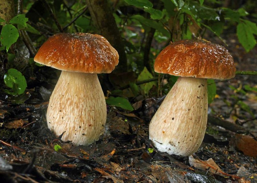 Photo+of+a+Boletus+Mushroom+via+Picryl