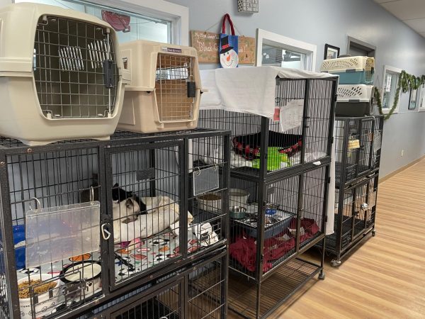 Photograph features just a few of Awsoms cat and kitten enclosures