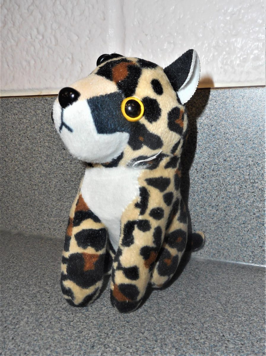 Posed photo of a stuffed animal to represent a wild animal.