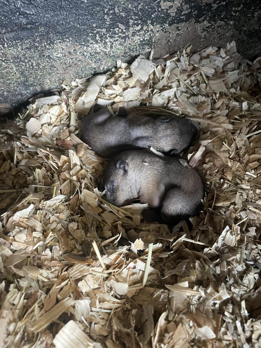Phil and Phyllis had two babies on March 27, 2024 in Punxsutawney, Pennsylvania. 
Photo permission granted by The Groundhog Club via Punxsutawney Phils Facebook page, April 11. 

