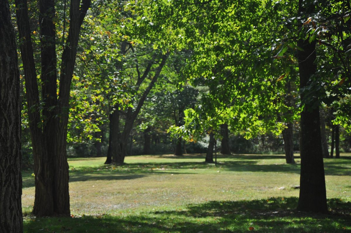 An open field filled with trees seen along the trails where you can rest and kids can play.