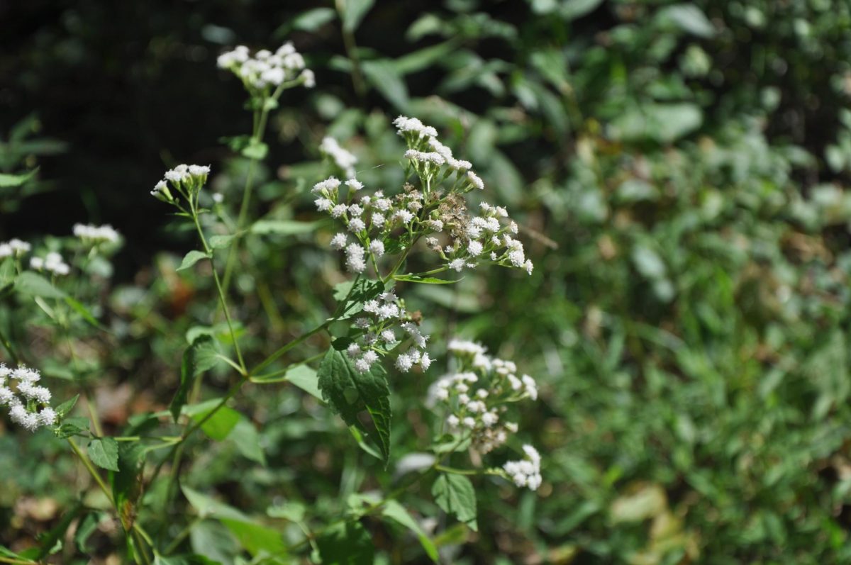 A close-up on a white snakeroot flower, used by Native Americans for medicinal purposes.