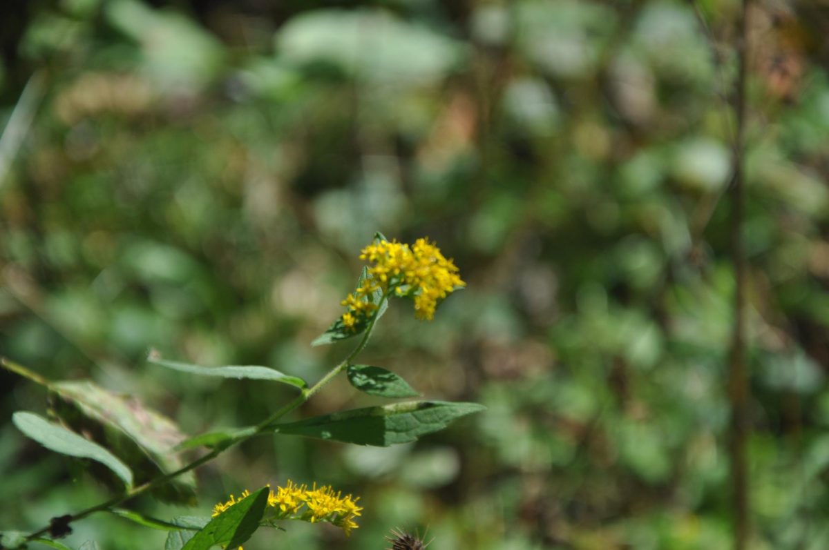 A close-up photo on a solidago radula, otherwise known as western rough goldenrod.