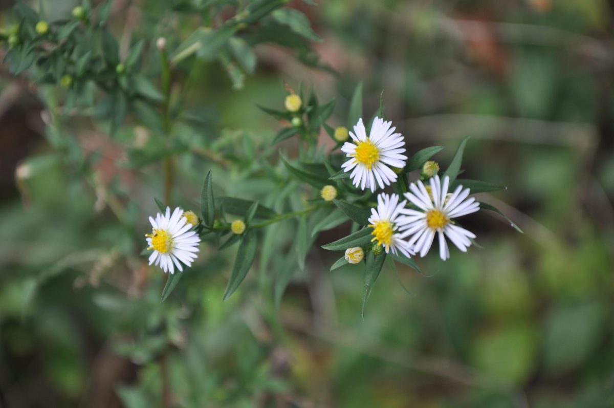 A close-up photo of dandelions seen along the trails, medicinally used after boiling them to cure illnesses.