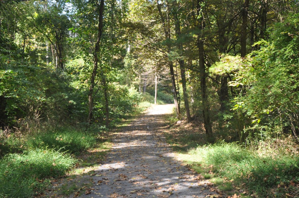 A nice trail path with a nice scenery in nature along one of the trails.