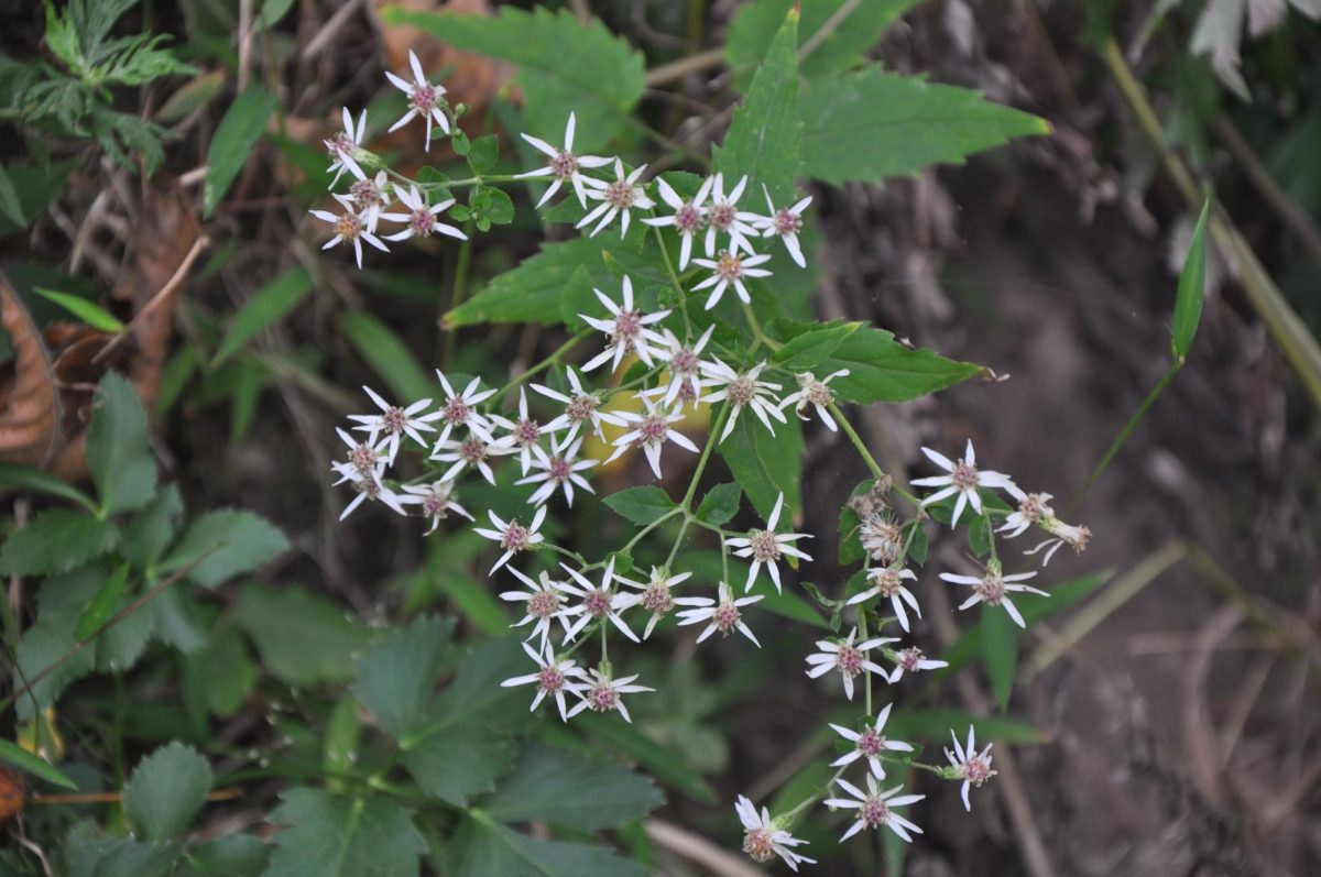 A close-up on white wood asters flowers, an ingredient used in making laxatives.