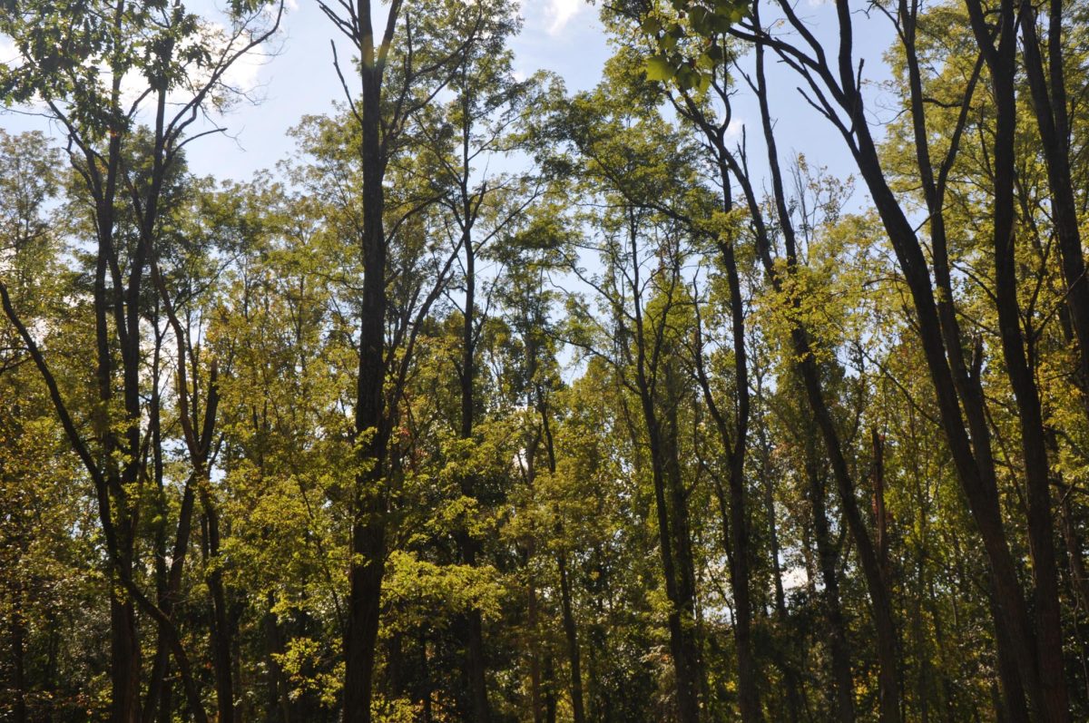 An open view image of trees that you can see through the trails.