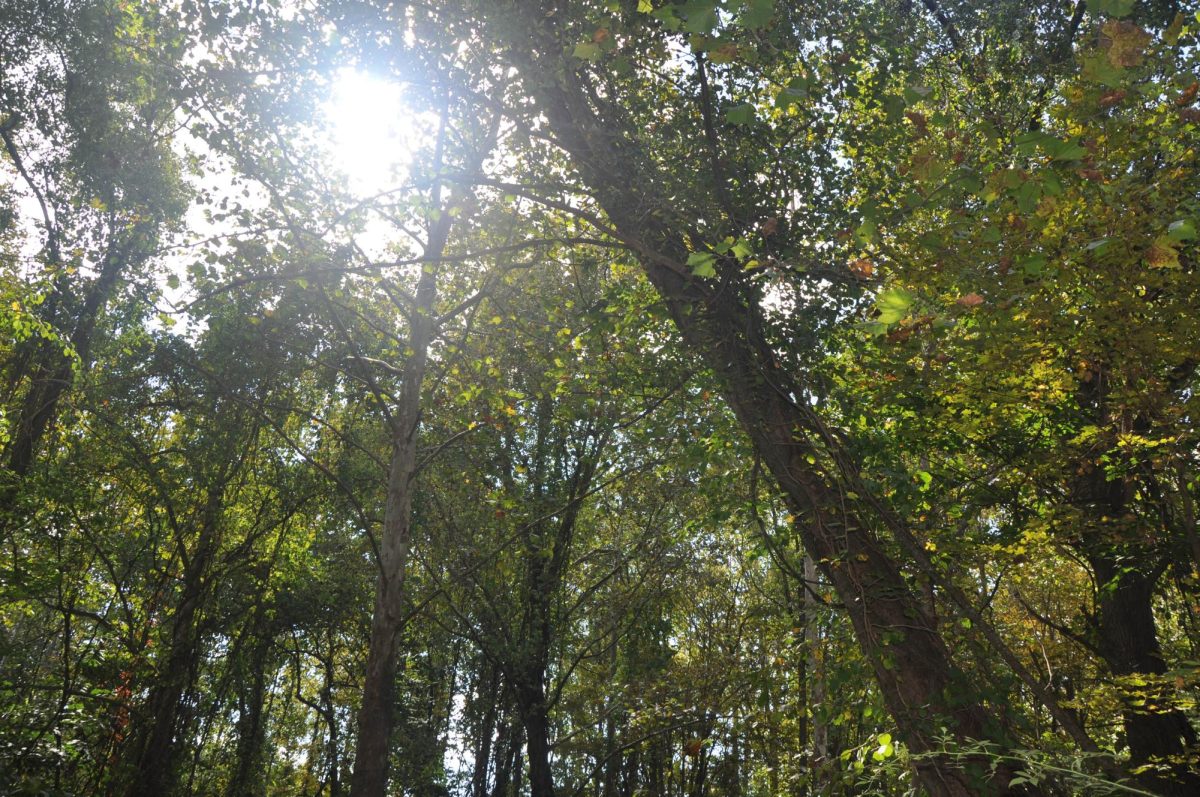 A picture of trees and an open sky along the trail paths.