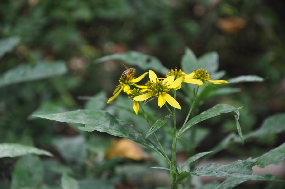 A close-up on a verbesina alternifolia flower, otherwise known as wingstem or a yellow ironweed.