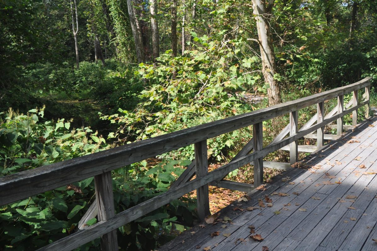 Photo taken on the bridge, picturing the nature visible there.