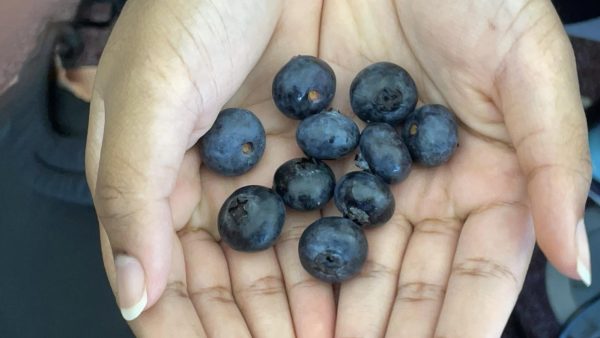 Research shows that blueberries help improve memory. Several blueberries being cupped in the hand of a Stroudsburg High School student. 