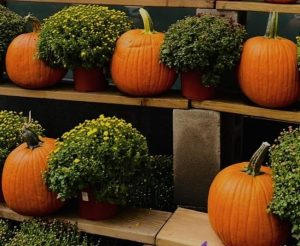 Pumpkins and mums represent traditional fall decorations for porches and never go out of style. 