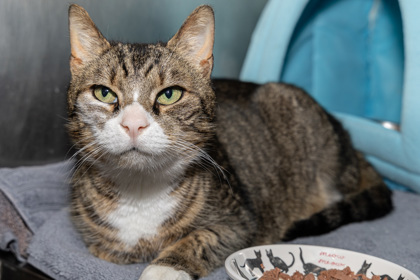 This photo of Piccolo laying down was taken at Animal Welfare Society of Monroe (AWSON).