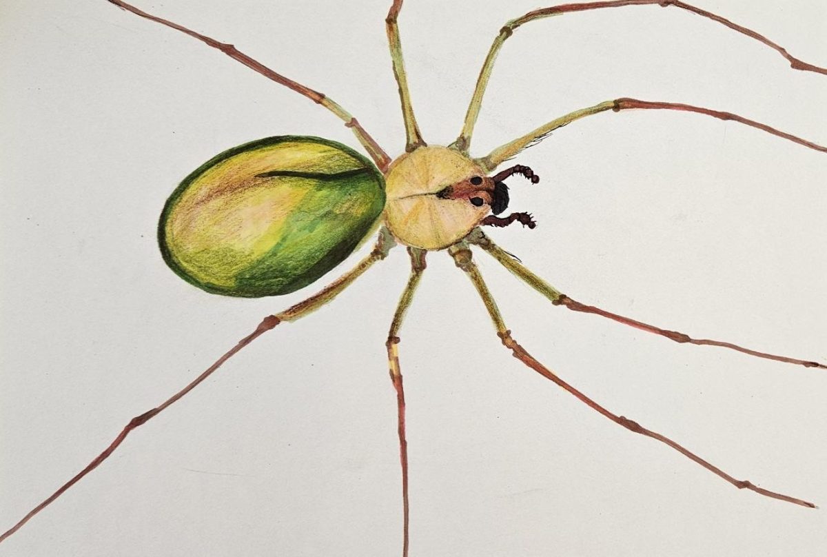 Surprisingly, the brown recluse can vary in color from cream to dark gray or black, depending on age or what they've eaten. 
Illustrated by Hailey Abba, sophomore. 