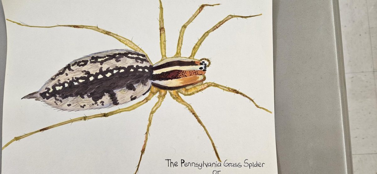 Ironically, grass spiders tend to be brownish in color and blend with dirt. 
Illustrated by Hailey Abba, Journailsm 1. 