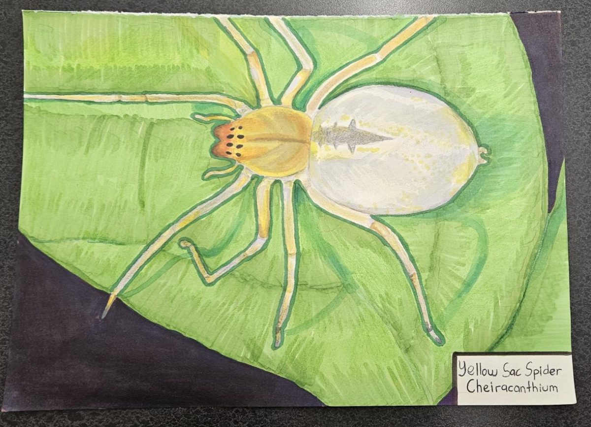 The yellow-sac spider, illustrated by Hailey Abba, journalism 1, is cannibalistic. 