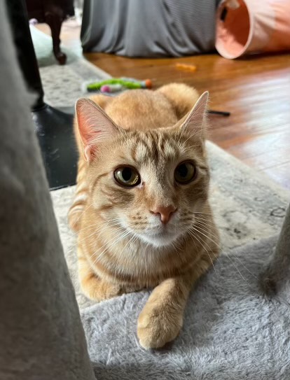 Archie (2 years old) at Blue  Mountain Animal Rescue Society laying on the cozy floor. Photo shared by BMARS Facebook page with permission.