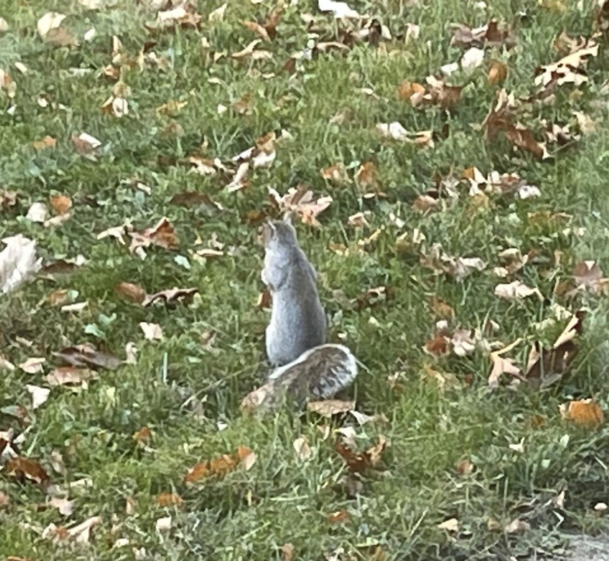 A squirrel running around a student's back yard, taking a break to stand on its hind legs. 