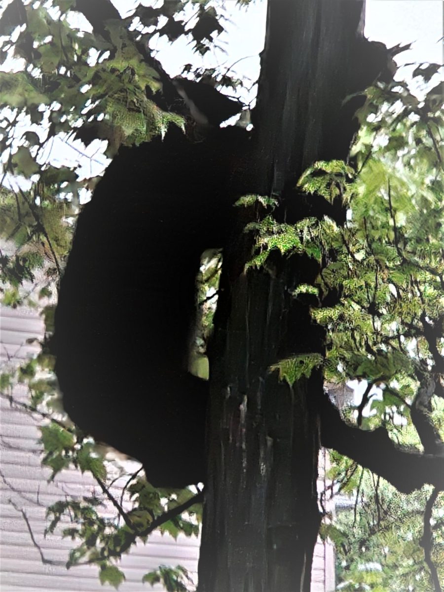 Bears will go to any lengths to find food from climbing trees to tipping garbage bins. This bear was captured in Stroudsburg, PA raiding a bird feeder. 