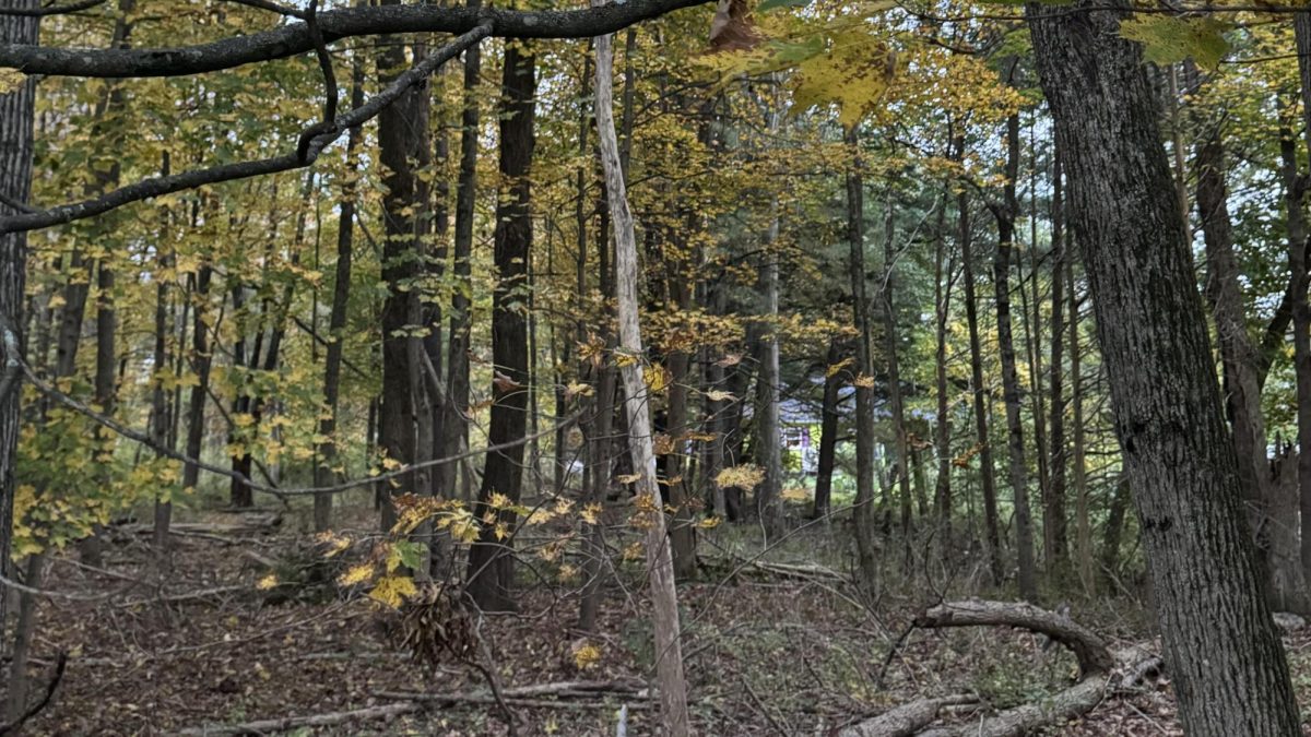 The woods are often the setting for horror stories. By day, the woods seem serene, but by night, they set a much different mood. 