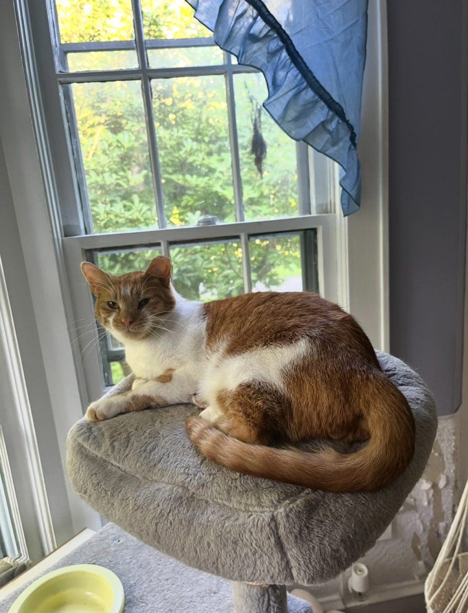 This is a picture of  patches laying by the window shared by Blue Mountain Animal Rescue by Tryniti Labar