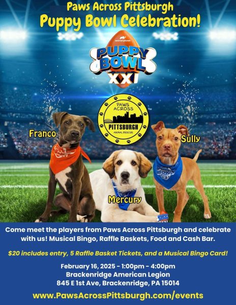 This image was created by Paws across America. Showcasing the three pets from Pittsburgh, PA shelter. All three were featured in the 2025 Puppy Bowl.
Photo shared with permission from Paws Across Pittsburgh Animal shelter.