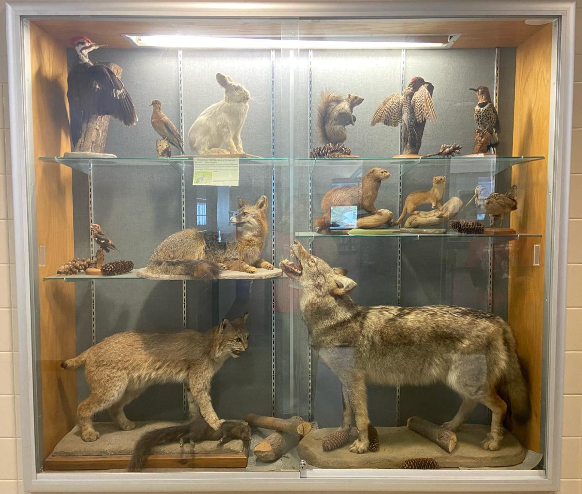 The taxidermy glass case in the science hallway that displays a wolf.