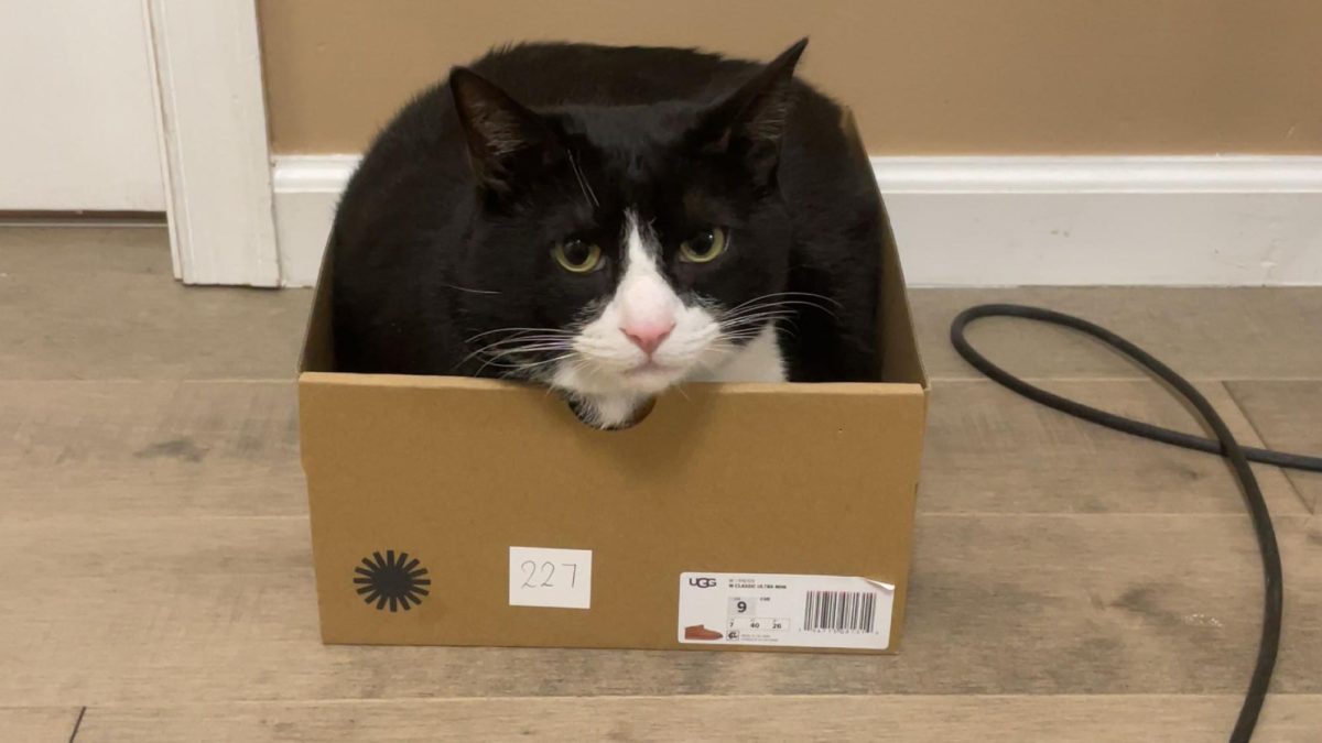 An adorable tuxedo cat sitting in a show box that's too small for him. 