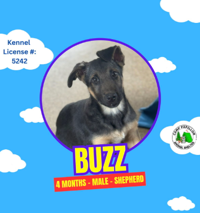 Buzz is new to the shelter and has a brother named Woody.  This picture of Buzz was taken by Camp Papillon and shared with permission.
