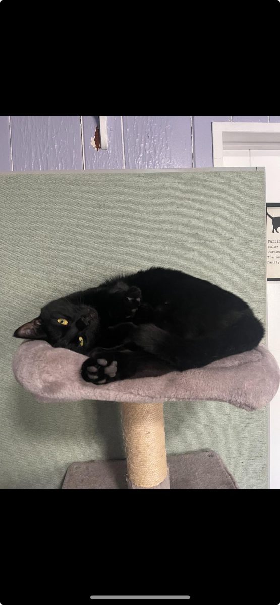 This picture of Prince was taken by Blue Mountain Animal Rescue Society and shared with permission.